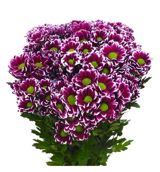 Cr santini doppia 55 - CRSDOP