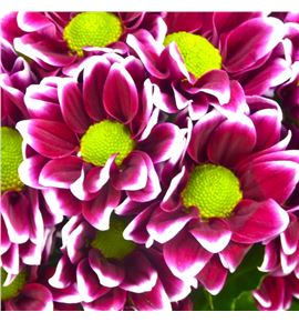 Cr santini doppia 55 - CRSDOP Cr santini doppia 55 - CRSDOP