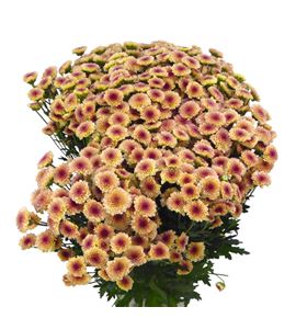 Cr santini salmon tyolo 55 - CRSSALTYO