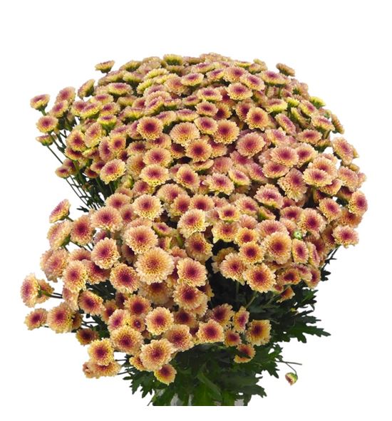 Cr santini salmon tyolo 55 - CRSSALTYO