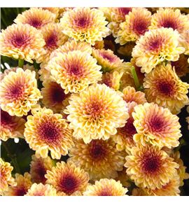 Cr santini salmon tyolo 55 - CRSSALTYO