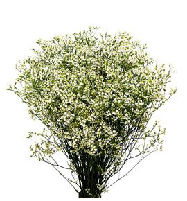 Limonium mountain diamond 80 - LIMMOUDIA