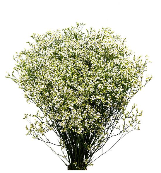 Limonium mountain diamond 80 - LIMMOUDIA