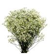 Limonium mountain diamond 80 - LIMMOUDIA