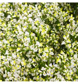 Limonium mountain diamond 80 - LIMMOUDIA