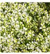 Limonium mountain diamond 80 - LIMMOUDIA1