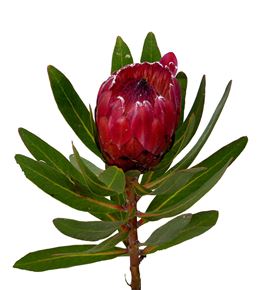 Protea red ice 30 - PROREDICE