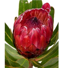 Protea red ice 30 - PROREDICE