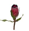 Protea red magic 35 - PROREDMAG