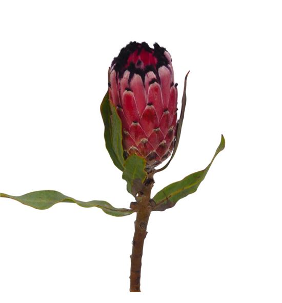 Protea red magic 60 - PROREDMAG