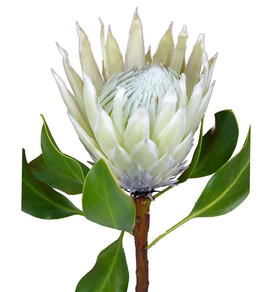Protea cynaroides full moon 50 - PROCYNFULMOO