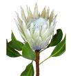 Protea cynaroides full moon 50 - PROCYNFULMOO