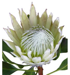 Protea cynaroides full moon 50 - PROCYNFULMOO