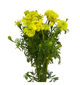Tagetus promise yellow 80 - TAGPROYEL