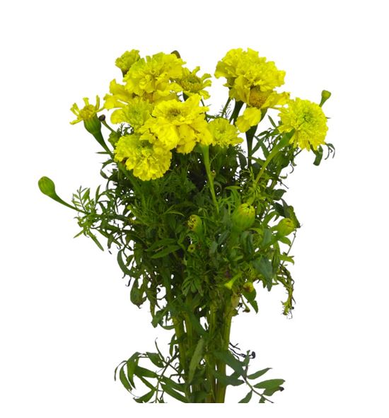 Tagetus promise yellow 80 - TAGPROYEL
