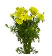 Tagetus promise yellow 80 - TAGPROYEL