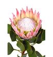 Protea cynaroides 60 - PROCYN (2)