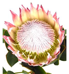 Protea cynaroides 60 - PROCYN (2)