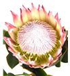 Protea cynaroides 60 - PROCYN1 (2)