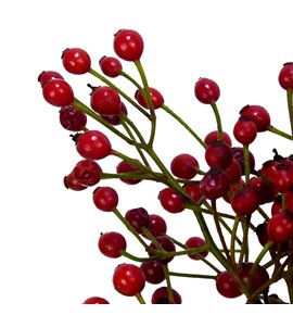 Rozen autumn spirit 50 - ROZAUTSPI