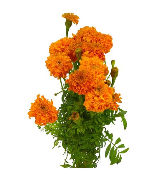 Tagetus naranja 80 - TAGNAR