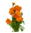 Tagetus naranja 80 - TAGNAR