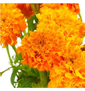 Tagetus naranja 80 - TAGNAR