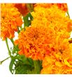 Tagetus naranja 80 - TAGNAR1