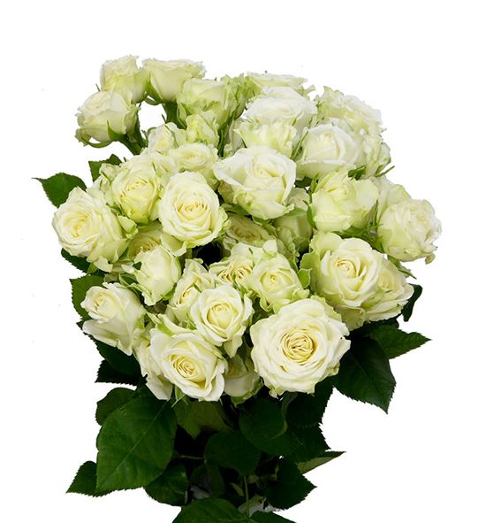 Rs ramificada josephine 50 - RTRJOP