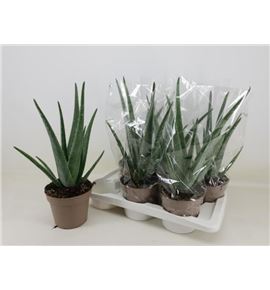 Pl. aloe vera 45cm x6 - ALOVER61750