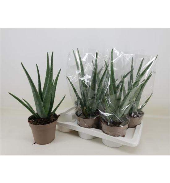 Pl. aloe vera 45cm x6 - ALOVER61750
