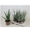 Pl. aloe vera 45cm x6 - ALOVER61750