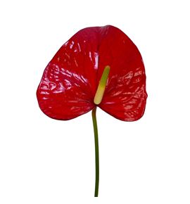 Anth red bull x16 - ANTREDBUL