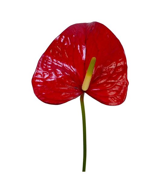 Anth red bull x16 - ANTREDBUL