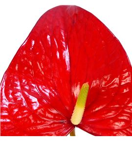 Anth red bull x16 - ANTREDBUL