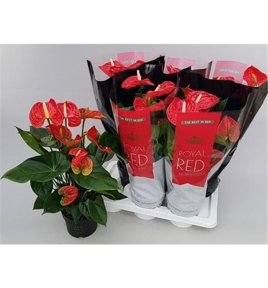 Pl. anthurium madural 55cm x8 - ANTMAD617706