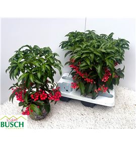 Pl. ardisia crenata 38cm x4 - ARDCRE41438