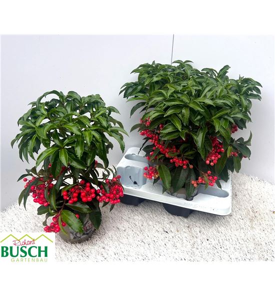 Pl. ardisia crenata 38cm x4 - ARDCRE41438