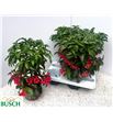 Pl. ardisia crenata 38cm x4 - ARDCRE41438