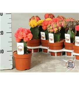 Pl. cactus mini mixto 25cm x18 - CACMMIX1851025