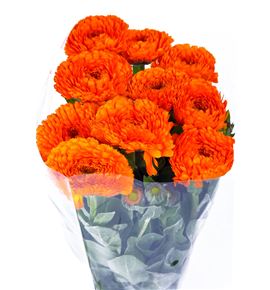 Calendula green spot 42 - CALNAR