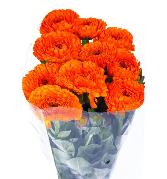 Calendula green spot 42 - CALNAR