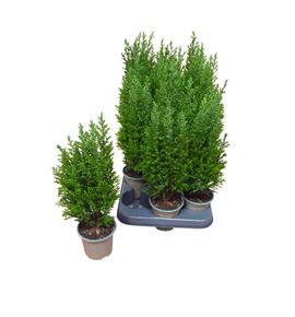 Pl. chameacyparis lawsoniana ellwoodii 25cm x18 - CHALAWELL18925