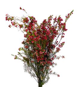 Chame my sweet 55 - CHAMYSWE