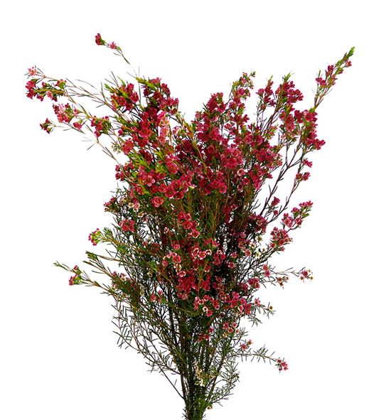 Chame my sweet 55 - CHAMYSWE