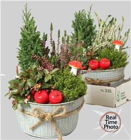 Pl. composicion tuinplanten 30cm x2 - COMTUI22230