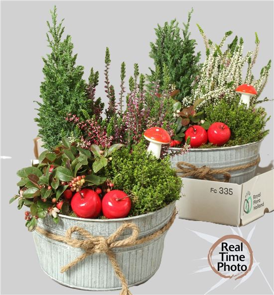 Pl. composicion tuinplanten 30cm x2 - COMTUI22230