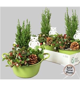 Pl. composicion tuinplanten 25cm x3 - COMTUI32025