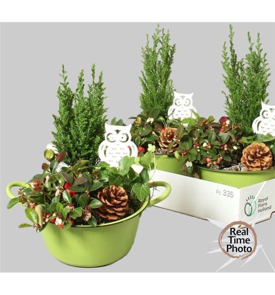 Pl. composicion tuinplanten 25cm x3 - COMTUI32025