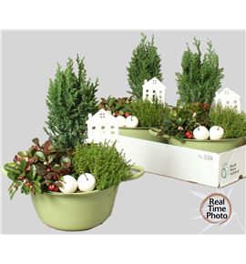 Pl. composicion tuinplanten 25cm x3 - COMTUI32225